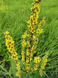 Image result for Verbascum nigrum