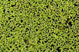 Attēlu rezultāti vaicājumam “Lemna minor”