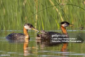 Attēlu rezultāti vaicājumam “Podiceps grisegena adult”