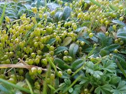 Attēlu rezultāti vaicājumam “Physcomitrium pyriforme sporophyte”