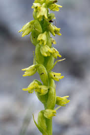Attēlu rezultāti vaicājumam “Herminium monorchis flower”