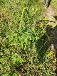 Attēlu rezultāti vaicājumam “Ambrosia artemisiifolia”