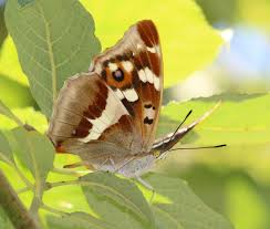 Attēlu rezultāti vaicājumam “Apatura iris female”