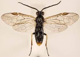 Attēlu rezultāti vaicājumam “Euura pedunculi”