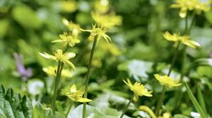 Attēlu rezultāti vaicājumam “Saxifraga cymbalaria flower”