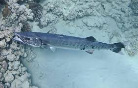 Image result for Sphyraena barracuda