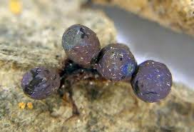 Attēlu rezultāti vaicājumam “Craterium aureonucleatum young”