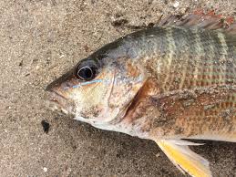 Image result for Lutjanus alexandrei