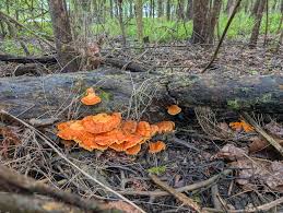 Attēlu rezultāti vaicājumam “Pycnoporus cinnabarinus”