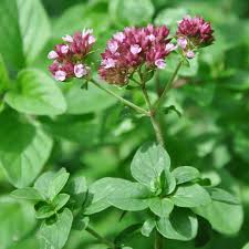 Image result for Oregano