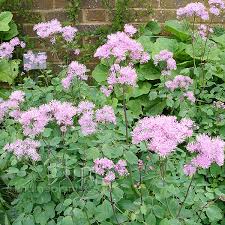 Attēlu rezultāti vaicājumam “Thalictrum aquilegifolium flower”