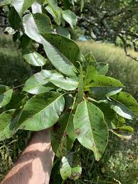Attēlu rezultāti vaicājumam “Pyrus communis leaf”