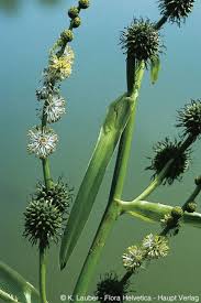Attēlu rezultāti vaicājumam “Sparganium neglectum fruit”