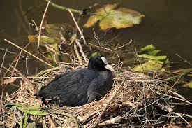 Attēlu rezultāti vaicājumam “Fulica atra nest”