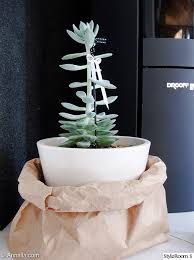 Image result for Mehikasvi