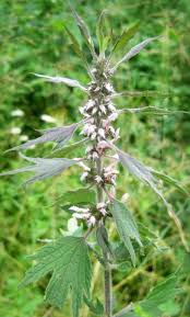 Attēlu rezultāti vaicājumam “Leonurus quinquelobatus”