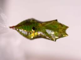 Attēlu rezultāti vaicājumam “Depressaria olerella imago”