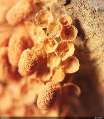 Attēlu rezultāti vaicājumam “Arcyria, Heterotrichia sp.”