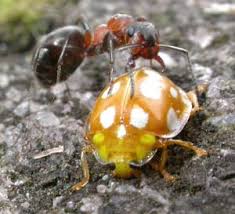 Attēlu rezultāti vaicājumam “Halyzia sedecimguttata”