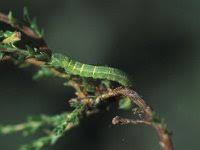 Attēlu rezultāti vaicājumam “Cleora cinctaria”