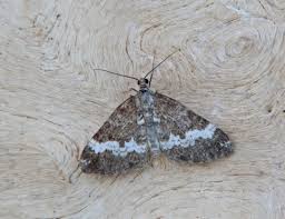 Attēlu rezultāti vaicājumam “Perizoma affinitata”