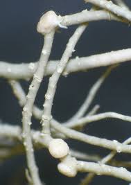 Attēlu rezultāti vaicājumam “Biatoropsis usnearum”