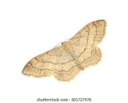 Attēlu rezultāti vaicājumam “Idaea aversata”