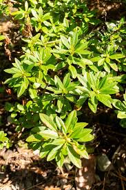 Attēlu rezultāti vaicājumam “Geum x intermedium”