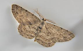 Attēlu rezultāti vaicājumam “Hypomecis roboraria”