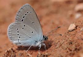 Attēlu rezultāti vaicājumam “Cupido minimus underside”