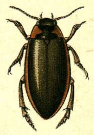 Attēlu rezultāti vaicājumam “Colymbetes paykulli”