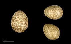 Image result for Sylvia sarda