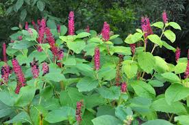 Attēlu rezultāti vaicājumam “Phytolacca acinosa flower”