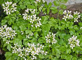 Attēlu rezultāti vaicājumam “Cardamine amara flower”