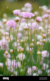 Attēlu rezultāti vaicājumam “Armeria vulgaris”