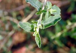 Attēlu rezultāti vaicājumam “Chenopodiaceae”