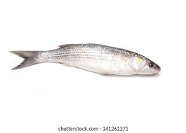 Image result for Mugil