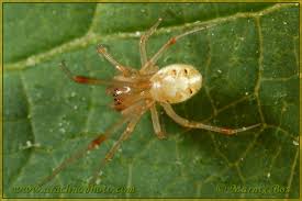 Attēlu rezultāti vaicājumam “Phylloneta sp.”