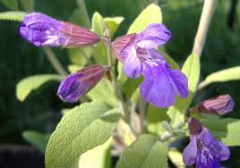 Image result for Salvie