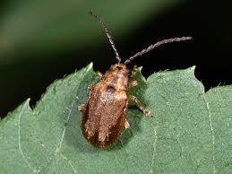 Attēlu rezultāti vaicājumam “Aphelia viburniana”