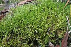 Attēlu rezultāti vaicājumam “Calliergonella cuspidata”