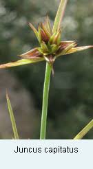 Attēlu rezultāti vaicājumam “Juncus capitatus”