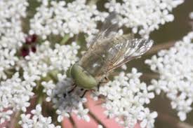 Attēlu rezultāti vaicājumam “Atylotus sp.”