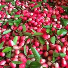 Attēlu rezultāti vaicājumam “Carex digitata fruit”