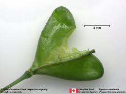 Attēlu rezultāti vaicājumam “Capsella bursa-pastoris fruit”