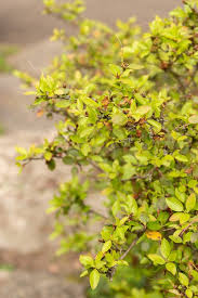 Attēlu rezultāti vaicājumam “Rhododendron sichotense”