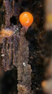 Attēlu rezultāti vaicājumam “Lindbladia tubulina macro”