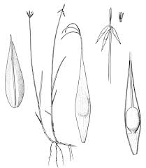 Attēlu rezultāti vaicājumam “Carex pauciflora”