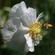 Attēlu rezultāti vaicājumam “Papaveraceae”