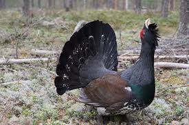 Attēlu rezultāti vaicājumam “Tetrao urogallus”